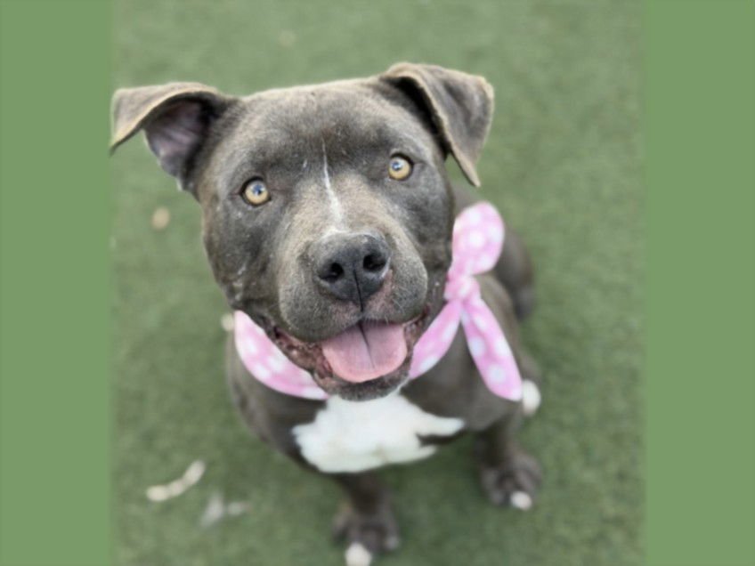 DOLLY - American Pit Bull Terrier available for adoption