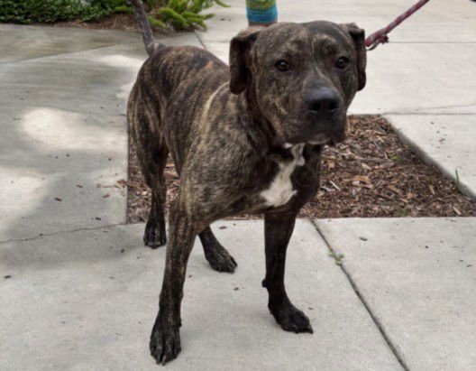 SCRAPPY DOO - Pit Bull Terrier available for adoption