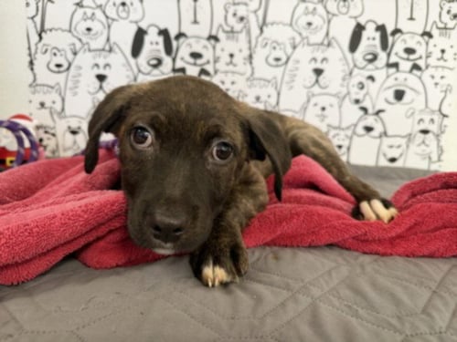 CEDAR - Pit Bull Terrier available for adoption