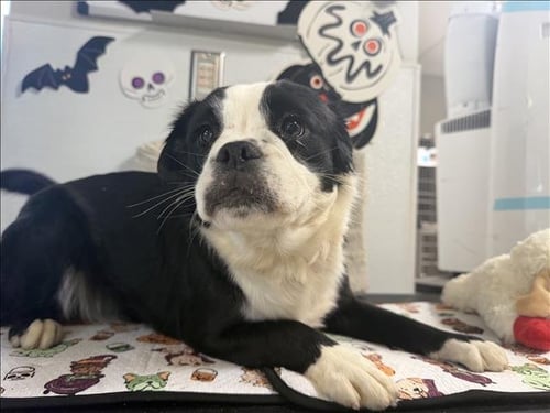 OLIVE - Pug available for adoption