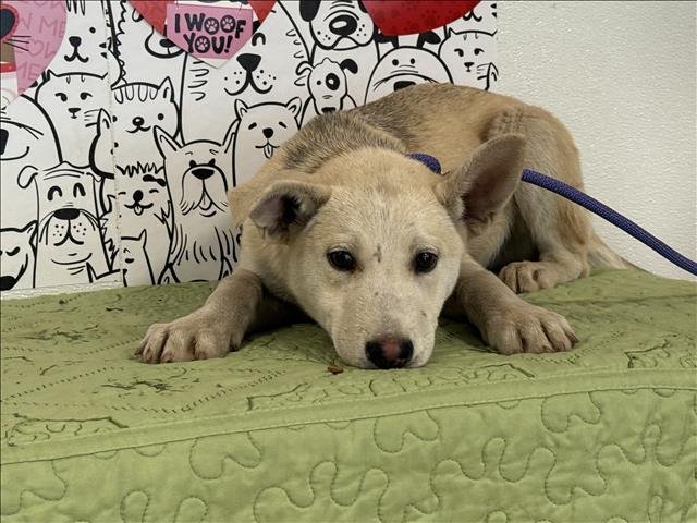 MAX - German Shepherd Dog available for adoption