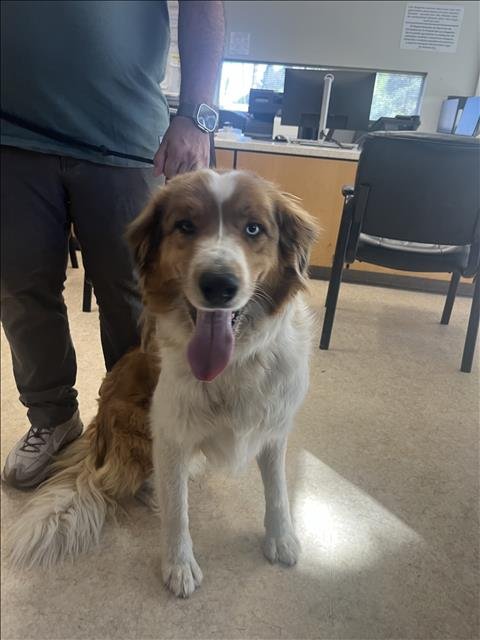 ZEUS - Australian Shepherd available for adoption