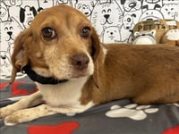 BUTTERCUP - Photo 1