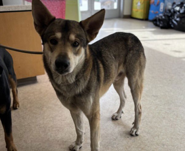 TIGER - Siberian Husky available for adoption