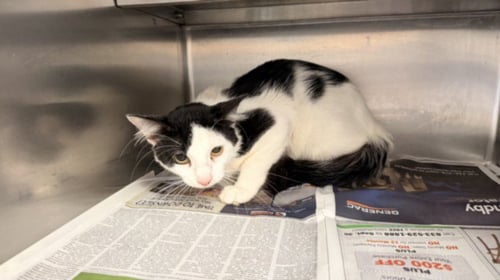 A2294295 - Domestic Medium Hair available for adoption