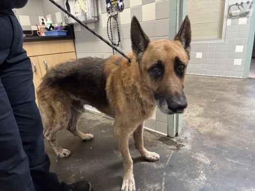 A2288645 - German Shepherd Dog available for adoption