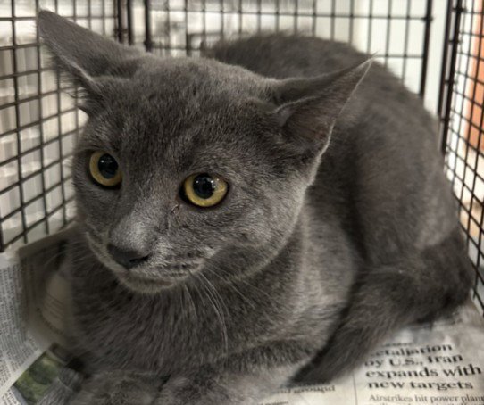 OLIVER Image
