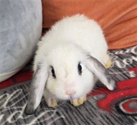 FIG - Mini Lop available for adoption