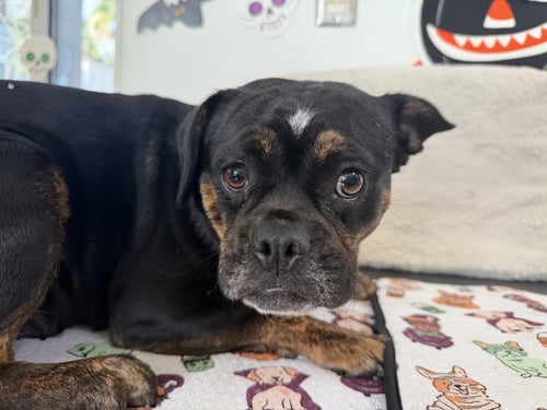 RAISIN - Pug available for adoption