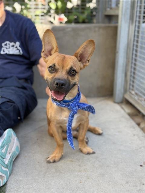 PAPS - Chihuahua available for adoption
