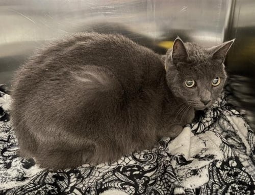 RENEE - Manx available for adoption