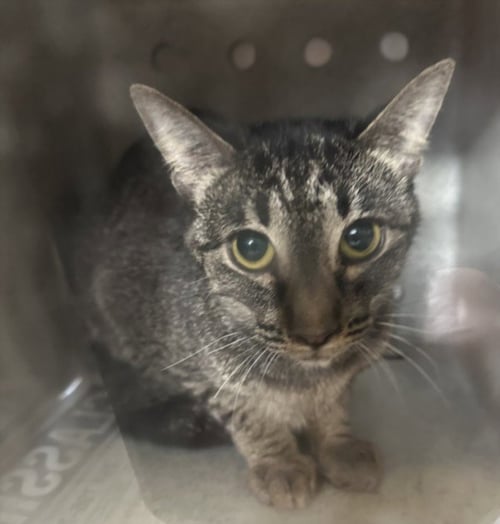 A2273066 - Domestic Short Hair available for adoption