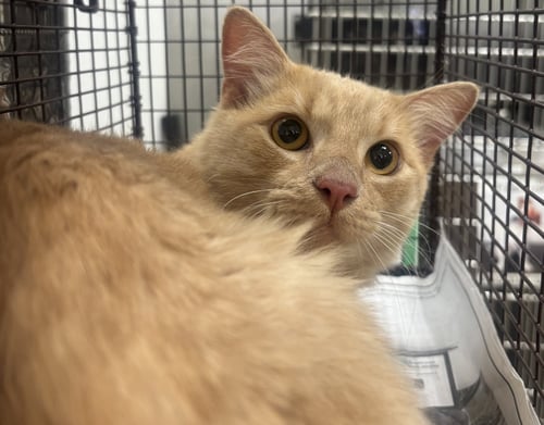 JASPER - Domestic Short Hair available for adoption