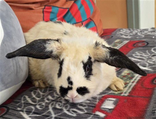 PIKACHU - Mini Lop available for adoption