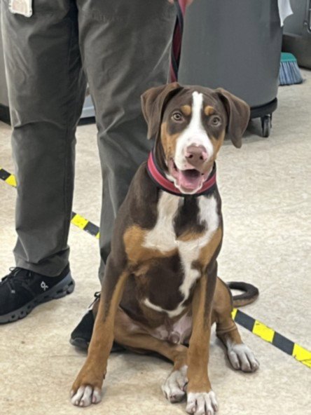 NEPTUNE - Redbone Coonhound available for adoption