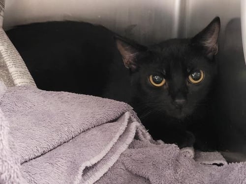 A2282614 - Domestic Short Hair available for adoption