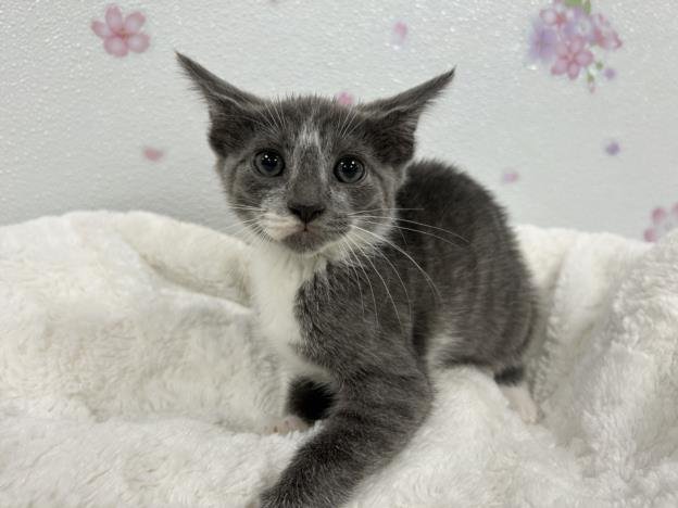 HENRY - Domestic Short Hair available for adoption