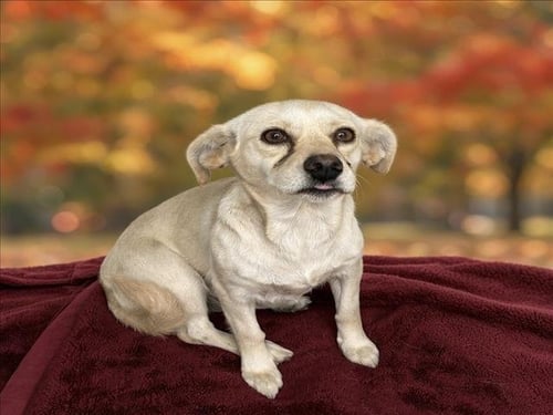 CHIQUITA - Chihuahua available for adoption