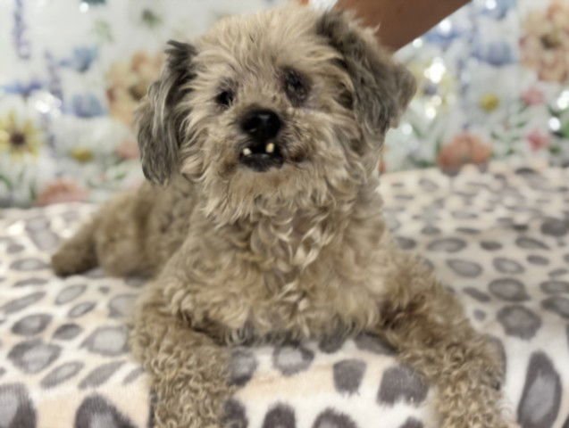 CHEWBACCA - Poodle (Miniature) available for adoption