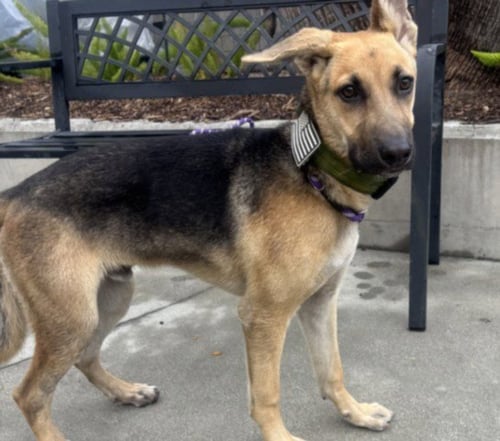 JACK - German Shepherd Dog available for adoption