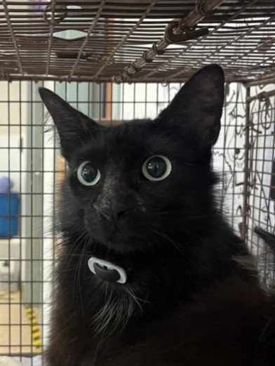 A2280475 - Domestic Long Hair available for adoption