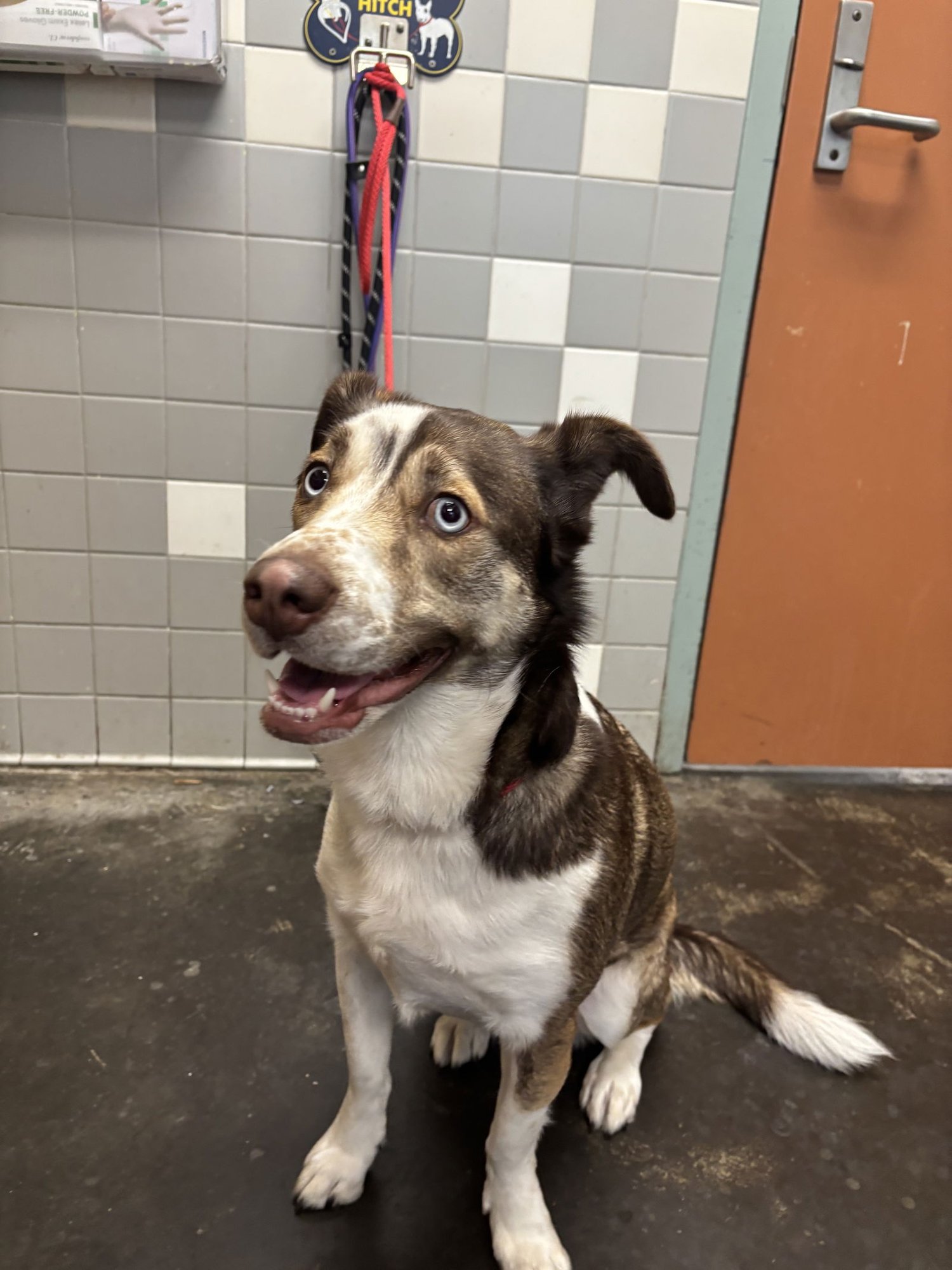 MILA - Siberian Husky available for adoption