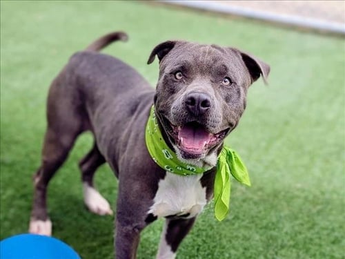 STALLONE - American Pit Bull Terrier available for adoption