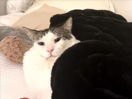 TONKA - Domestic Short Hair available for adoption