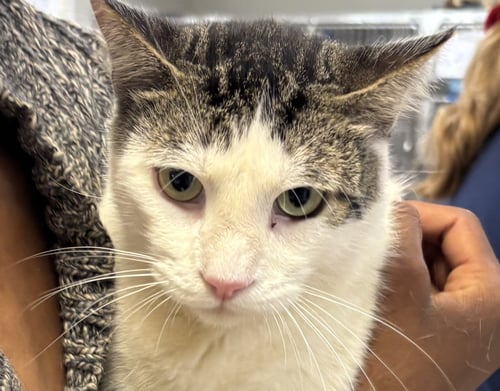 NAOISE (NESHA) - Domestic Short Hair available for adoption
