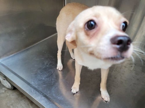 FAWN - Chihuahua available for adoption