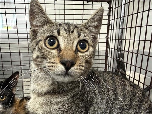A2290500 - Domestic Short Hair available for adoption