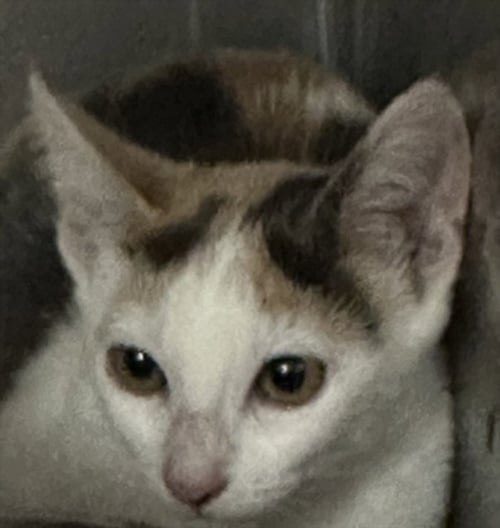 A2284334 - Domestic Short Hair available for adoption