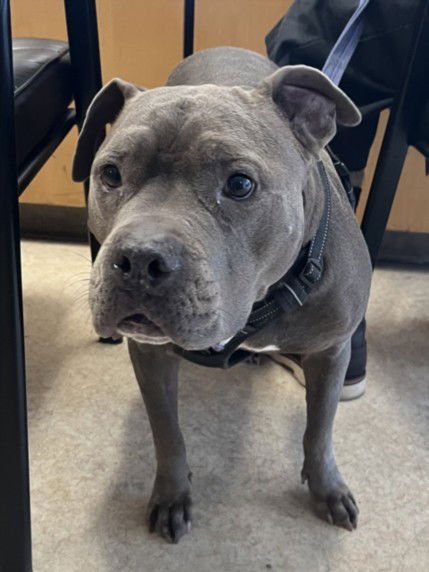 BLUE - Pit Bull Terrier available for adoption