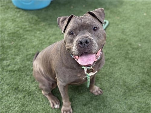 BLUE - Pit Bull Terrier available for adoption