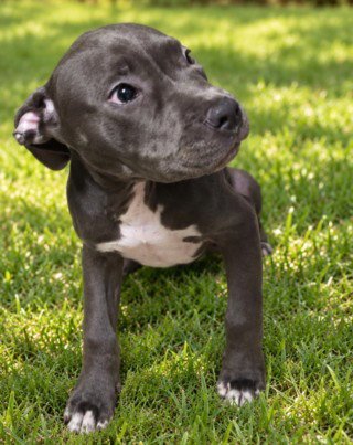 DUSTY - Pit Bull Terrier available for adoption