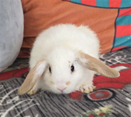 DIMPLES - Mini Lop available for adoption