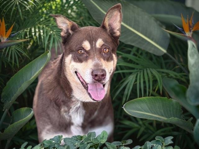 DEXTER Image