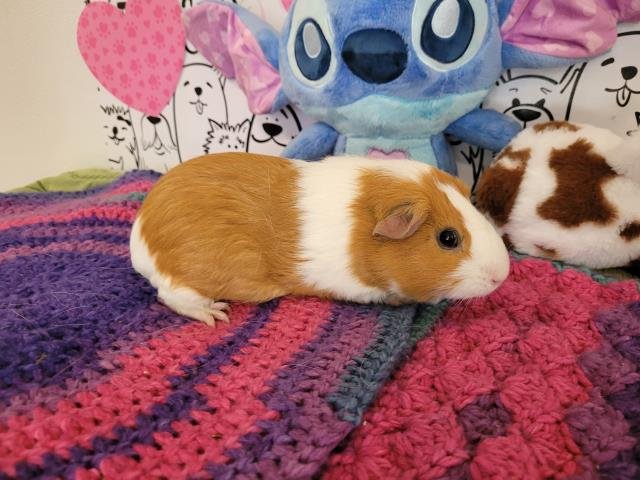 PEANUT - Guinea Pig available for adoption