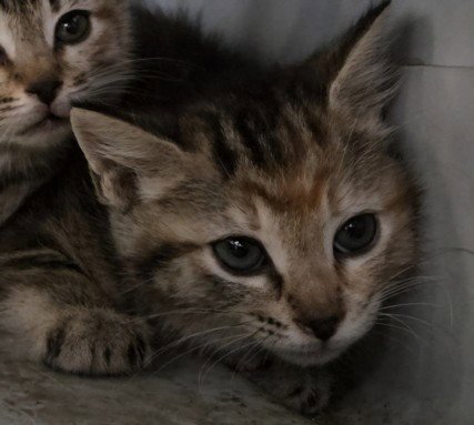 GOLDIE - Domestic Short Hair available for adoption