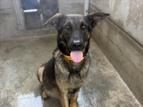 AKIRA - German Shepherd Dog available for adoption
