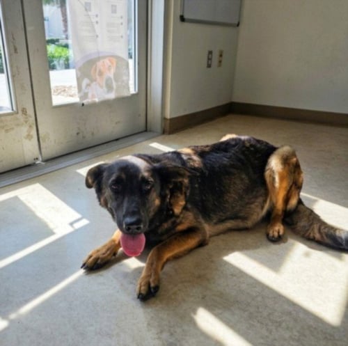 A2288304 - German Shepherd Dog available for adoption