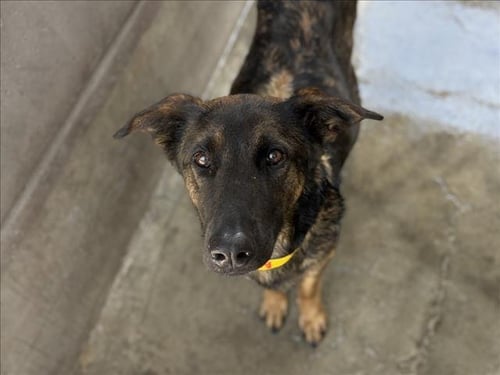 AKIRA - German Shepherd Dog available for adoption