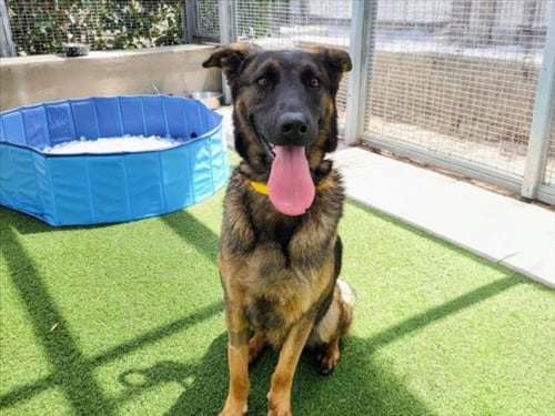 AKIRA - German Shepherd Dog available for adoption