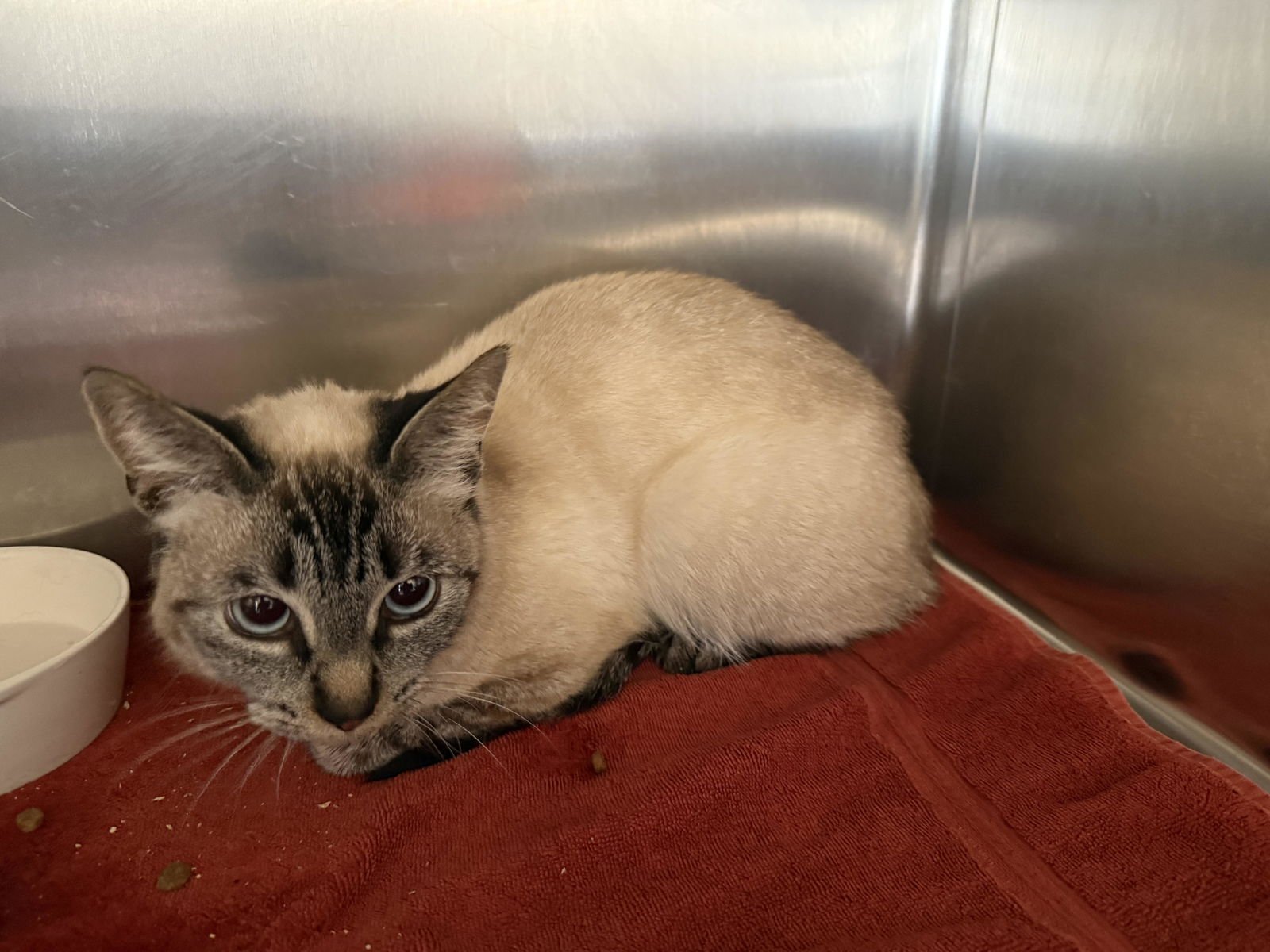 PLUTO - Siamese available for adoption