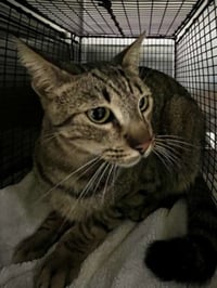 TIGGER - Photo 1