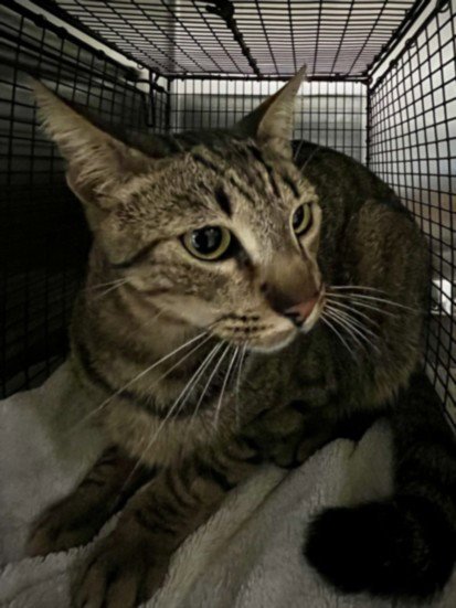 TIGGER - Domestic Short Hair available for adoption