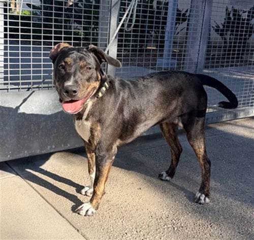 TRINITY - Staffordshire Bull Terrier available for adoption