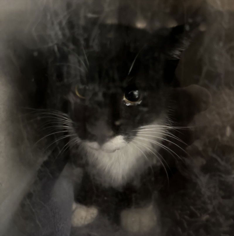 A2255773 - Domestic Short Hair available for adoption