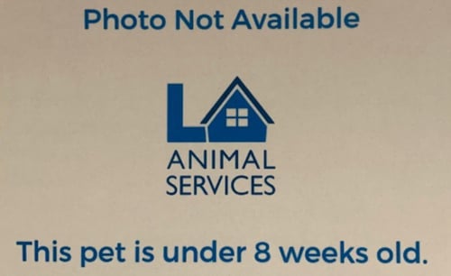 A2282233 - Domestic Short Hair available for adoption