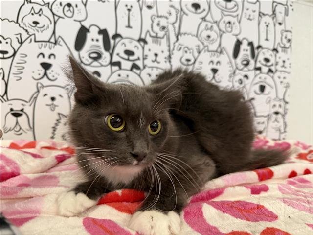 MILA - Domestic Short Hair available for adoption